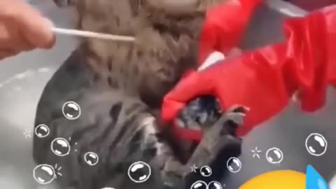 Cute cat bathing 🧼😍😻