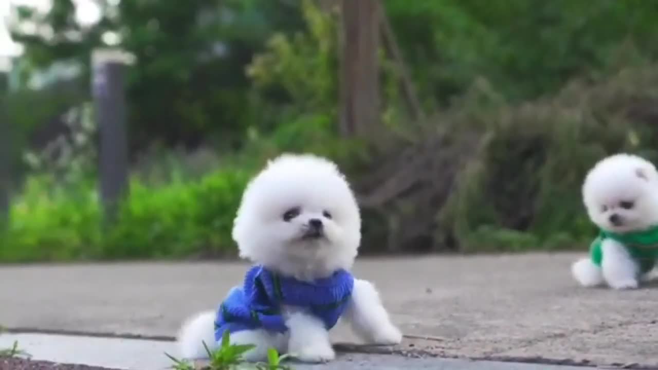 Cute Puppy video | Dog |