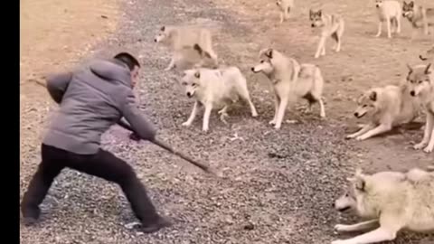 A man is surrounded by dogs | will he be able to save his life?
