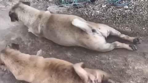 animal cut