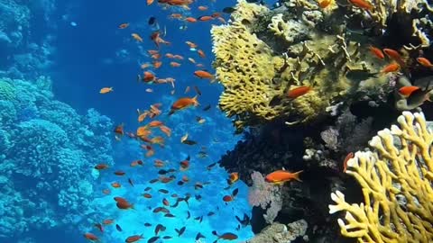Dear Ocean