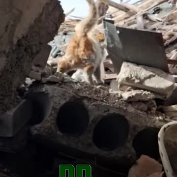 Russian soldiers found a cat