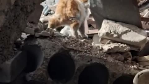 Russian soldiers found a cat