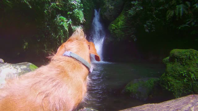 Mohawk Doggo Loves Waterfalls