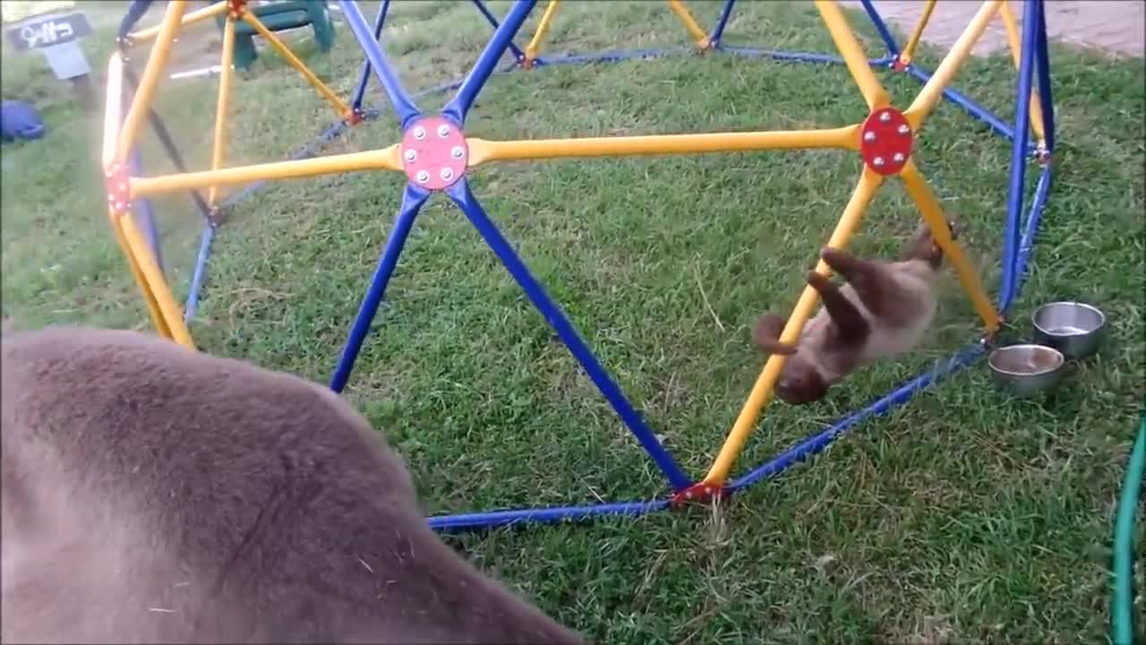 Baby Sloths Being Sloths - FUNNIEST Compilation