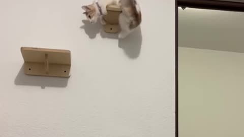 Cat Video