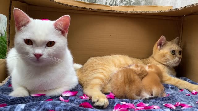 Funny dad cat is sleepy when he is with his mother cat and two cute kittens