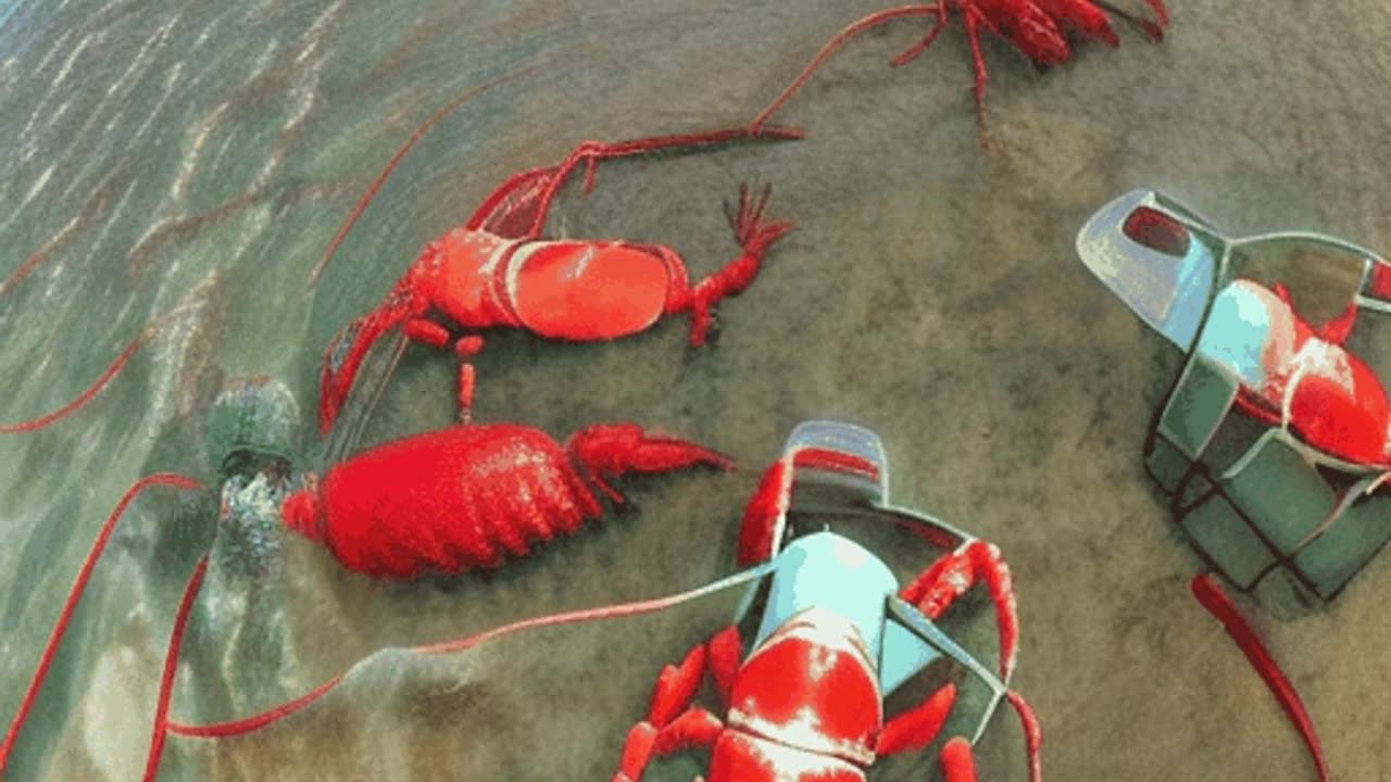 HOW TO LOBSTER FARM