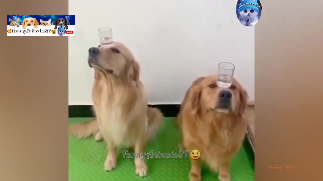 @ FunnyAnimals