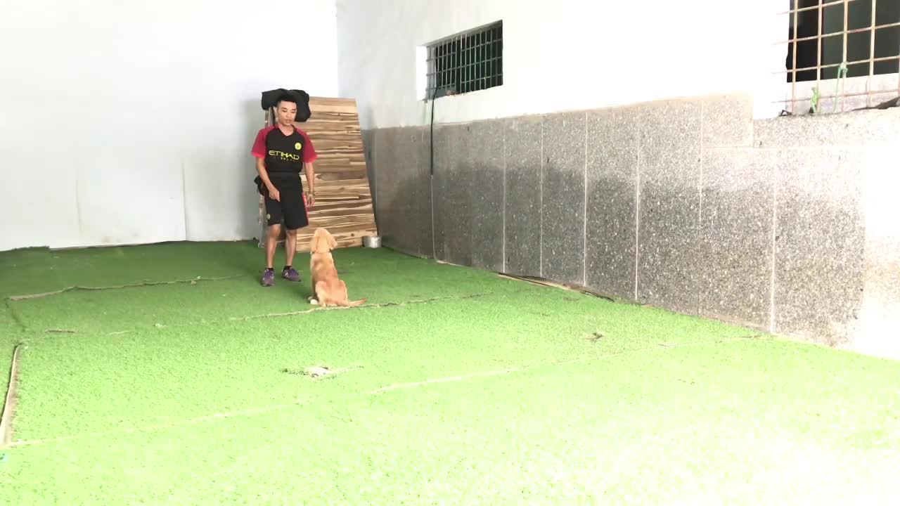 Golden dog training