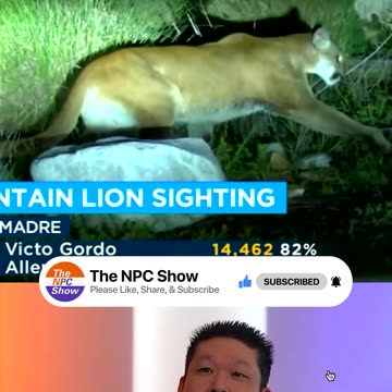 Mountain Lion Spotted In Someone's Backyard