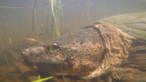Huge Turtle