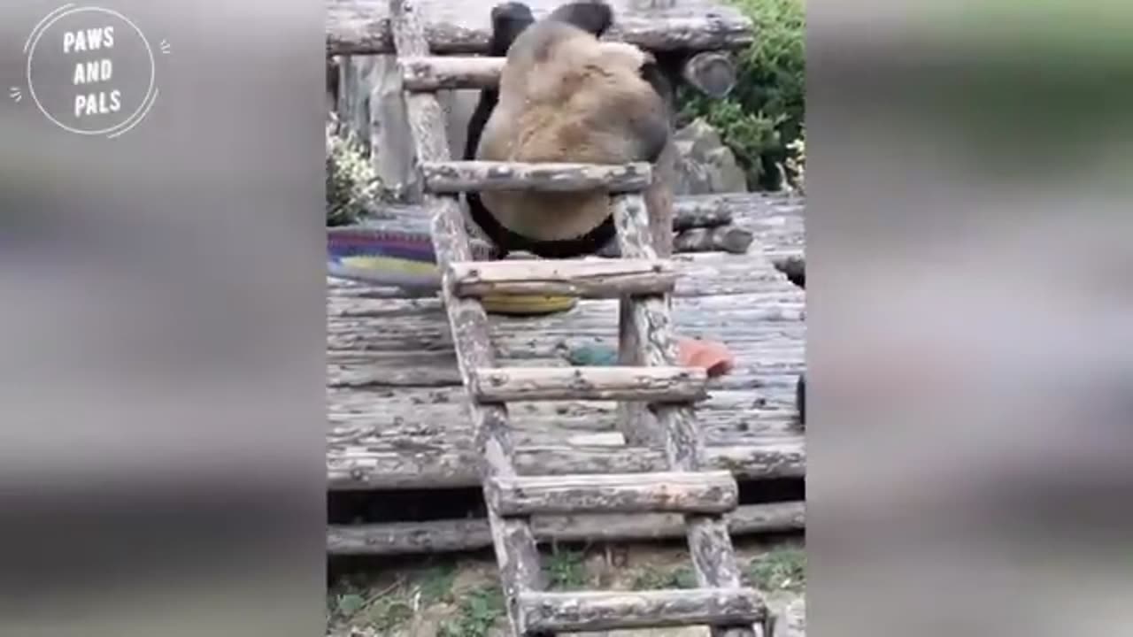 Awwww baby pandas are very cute playing with zookeeper!!!