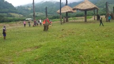 Cute Baby Elephant Gets Frustrated After Chasing A Dog