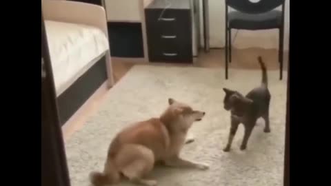 Funny animal movie. Funny and interesting animal movie
