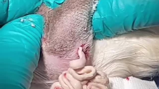 Incredibly Large Abscess Drained From Guinea Pig by Vet