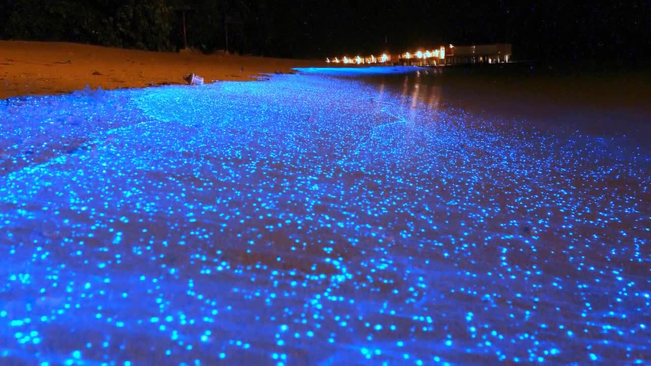 Sea of Stars - Vaadhoo Island, Maldives