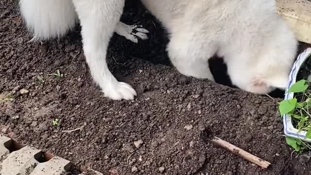 I don't think you've ever seen that lovely Samoyed