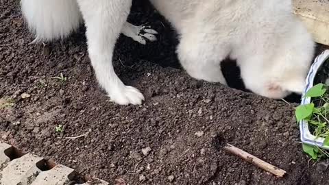 I don't think you've ever seen that lovely Samoyed