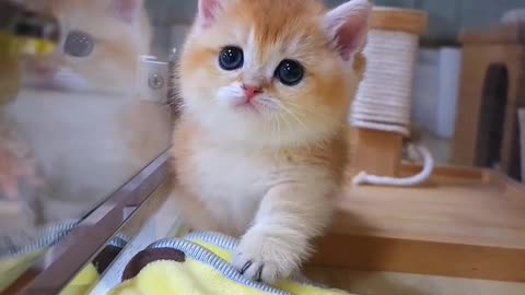 #cat #kitten