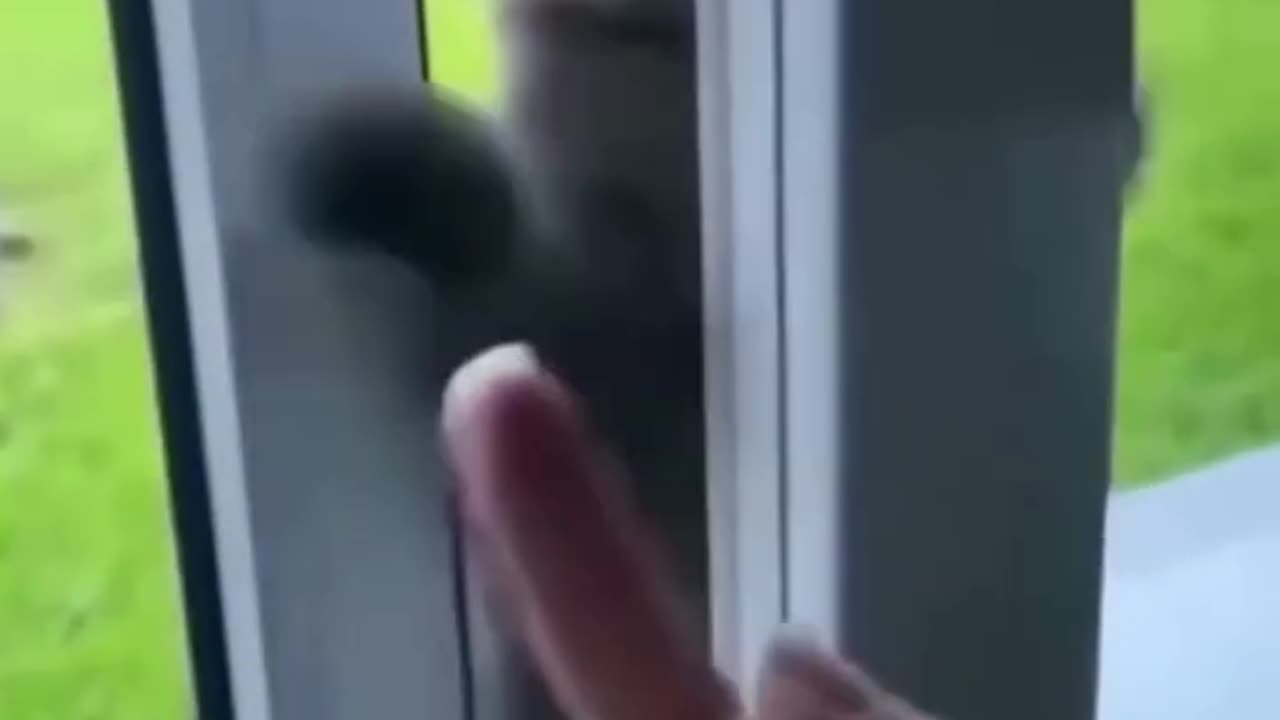 Hilarious Cats and Dogs Unleash Their Charm! 😂 | Funniest Animal Video 2023