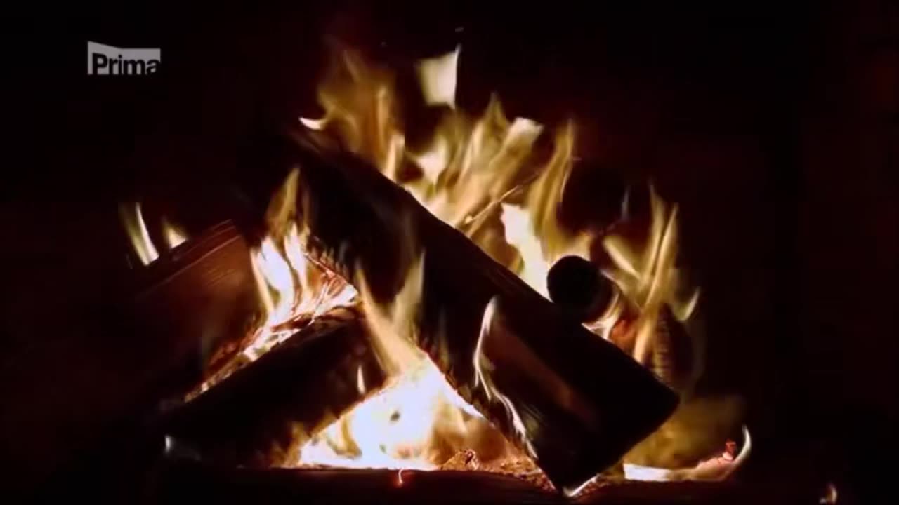 VĚČNĚ ZELENÉ