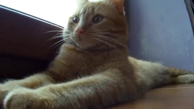 Funny cat vlog