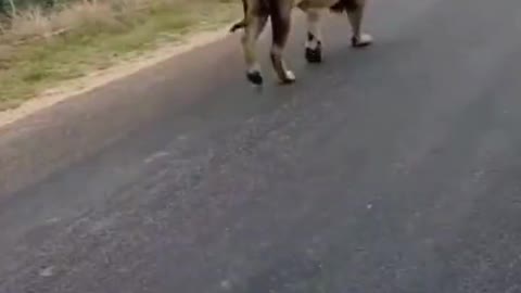 Lion, where are you going in the road