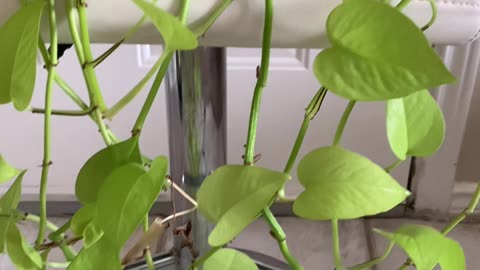 Neon Pothos