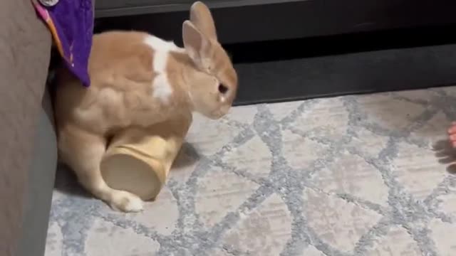 Playing with the bunny #shorts #bunny #animals #cute #animals #playing