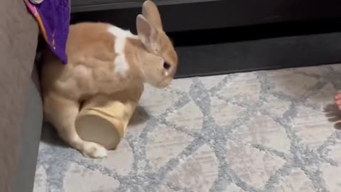 Playing with the bunny #shorts #bunny #animals #cute #animals #playing