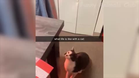 "Pawsitively Hilarious: The Best Puppy Videos Guaranteed to Make You Laugh"