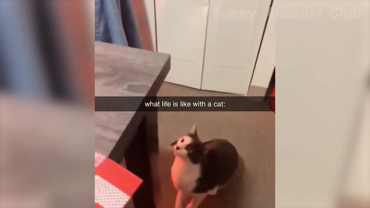 "Pawsitively Hilarious: The Best Puppy Videos Guaranteed to Make You Laugh"
