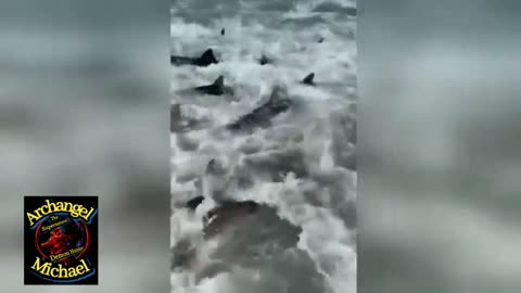 ★🦈 SHARK APOCALYPSE 🦈★ WTF !!!😲🤔😲