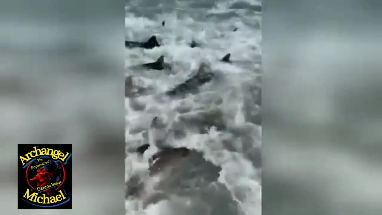 ★🦈 SHARK APOCALYPSE 🦈★ WTF !!!😲🤔😲