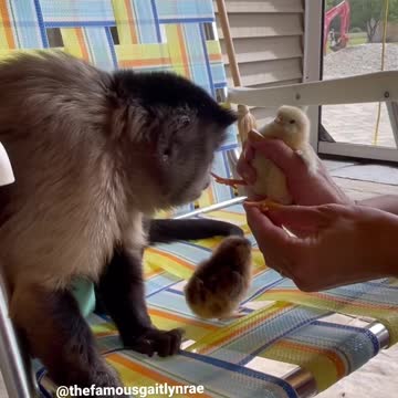 Surprise in the chicken coop today!! #breakingnews #capuchins #family #monkey #pets #gaitlynrae
