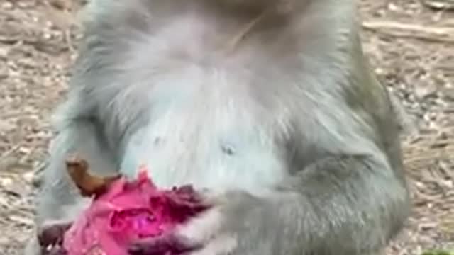 Cute and Smart Monkey Baby Funny Love monkey- Animals Love 8K