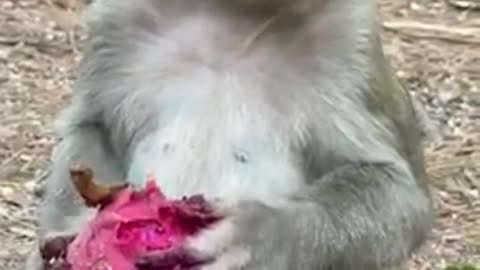 Cute and Smart Monkey Baby Funny Love monkey- Animals Love 8K