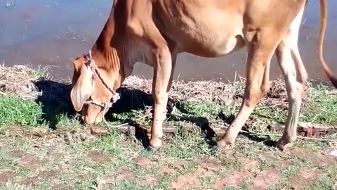 Sunlight Graze: The Gentle Symphony of a Cow's Meadow Feast