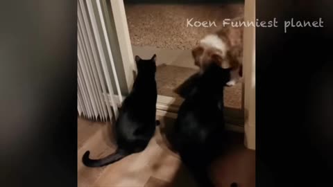 Animal funny
