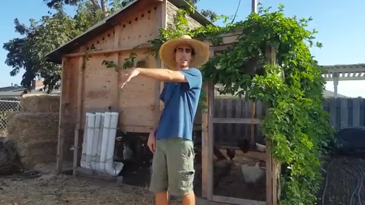 Easy to Clean Chicken Coop Design