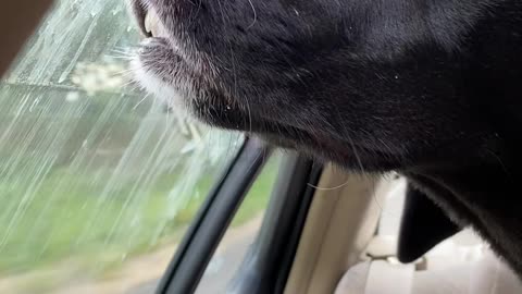 Dog Grabs Smells During Car Ride