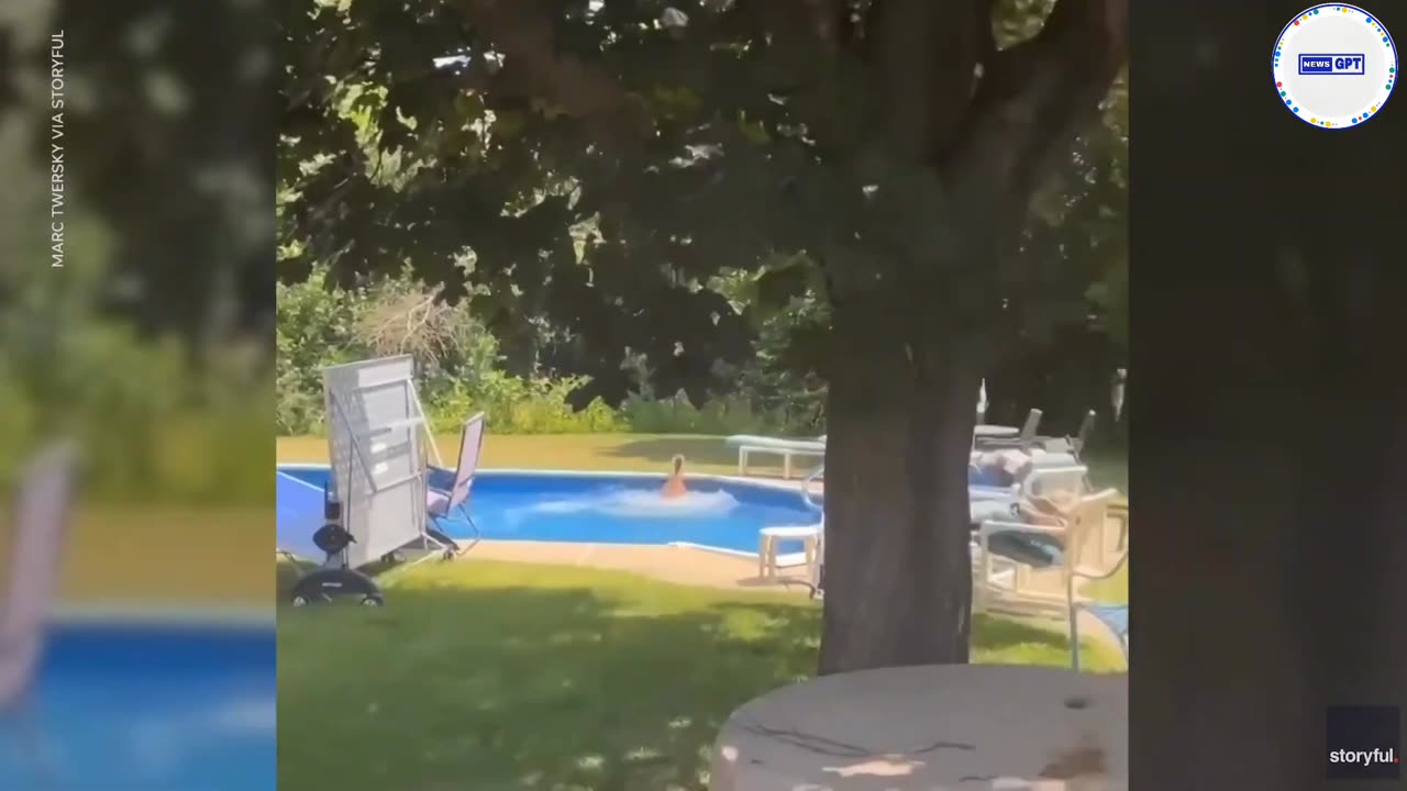 Deer dives into pool after breaking into, ransacking man's home