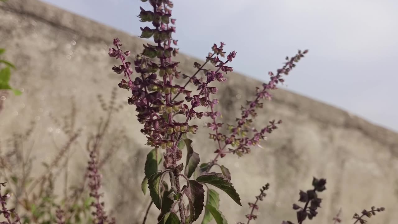 Tulsi