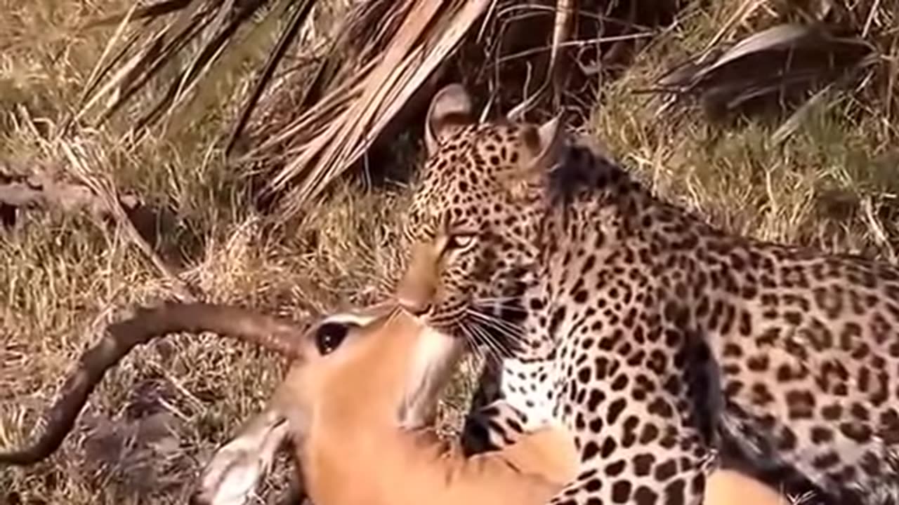 Amazing Animals Helping Other Animals