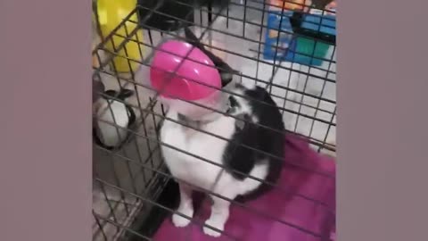 Funniest cat videos - Just for giggles