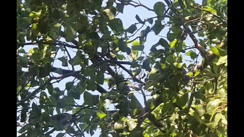Natural Beauty of greenery💚🍀