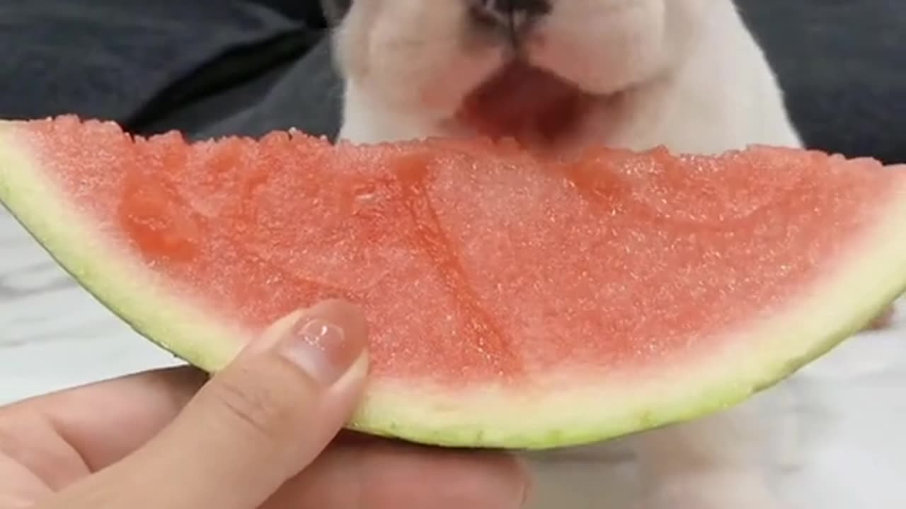 Cute little french bulldog is eating watermelon