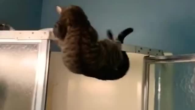 Best Funny Animal Videos Of The 2022 try not to laugh __ #shorts #funny #animals