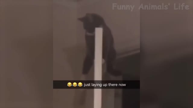 Wanna Laugh All Day Long? Then Watch These Funny Pets